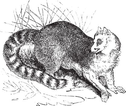 Ring-tailed lemur or Lemur catta or Maki mococo  or Odorlemur or Prosimia or Procebus, vintage engraving. Old engraved illustration of Ring-tailed lemur in the meadow.