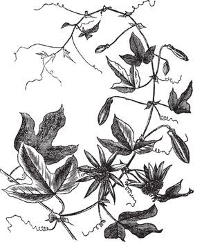 Passion Flower or Passiflora caerulea, vintage engraved illustration. Trousset encyclopedia (1886 - 1891).