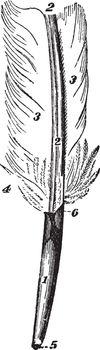 Feather, vintage engraved illustration. Trousset encyclopedia (1886 - 1891).