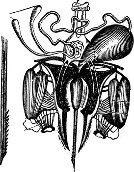 Sting of the bee, with its venom glands dissected, vintage engraved illustration. La Vie dans la nature, 1890.