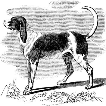 Hunting dog, vintage engraved illustration. Natural History of Animals, 1880.
