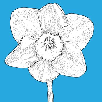 Drawing and sketch flower with black line-art on blue background. Design element. Can be used for cards, invitations, banners, posters, print design. Hand drawn Vector Illustration