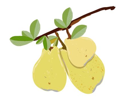 Ripe pear branch isolated on white background vector illustration.