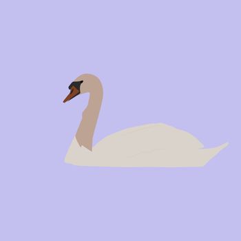 White swan, illustration, vector on white background.