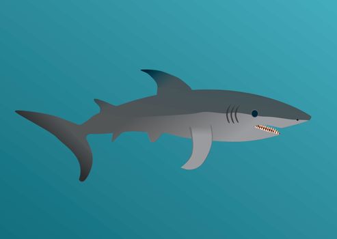 An illustration of a great white shark swimming underwater