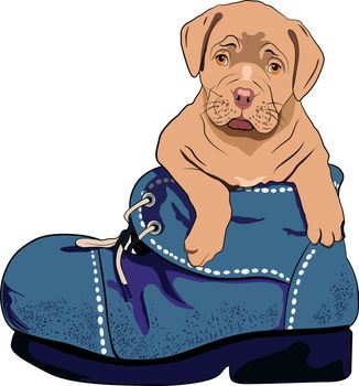 illustration a puppy dog inside a boot with  laces open.