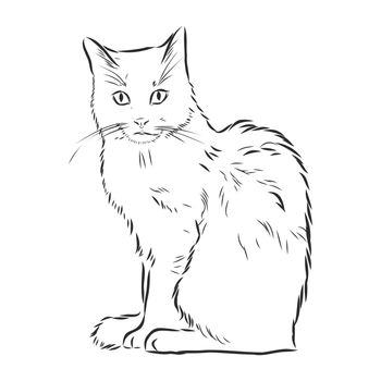 Hand drawing cat. Sketch kitten, kitty Top view
