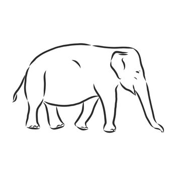 Beautiful sketch of an adult Asian elephant with line on white background