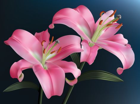 Pink lilies isolated on a dark blue background.