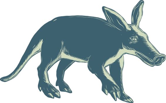 Scratchboard style illustration of an aardvark, a medium-sized, burrowing, nocturnal mammal that is an insectivore with a long pig-like snout done on scraperboard on isolated background.
