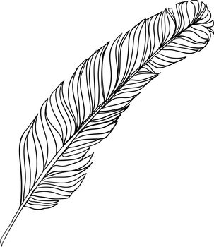Hand drawn doodle zentangle feather isolated from background. Black and white illustration.