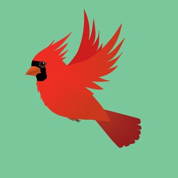 A Northern cardinal bird flying on a green background