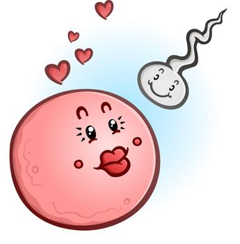 A cute pink egg cell and a spunky little sperm cell getting ready to conceive and create a pregnancy