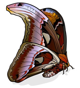 Atlas Moth - Beautiful Colorful Butterfly Isolated on White Background, Vector Illustration