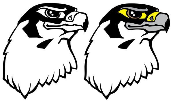 head of a falcon the bird of prey. Falconry. Black and white isolated vector