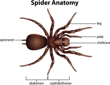 Illustration showing the anatomy of a spider