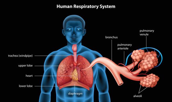Illustration showing the respiratory system