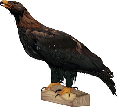 Illustration showing the wedge-tailed eagle
