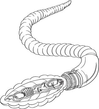 Sketch of earthworm anatomy
