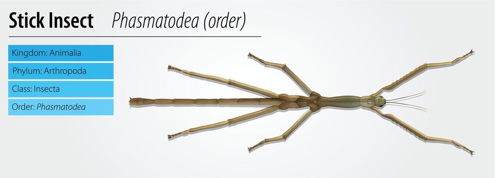 Illustration of a stick insect - Phasmatodea