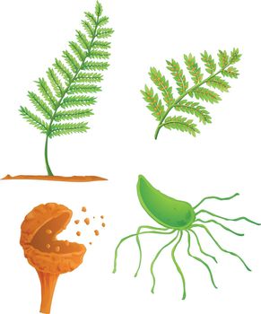 Illustration of the fern life cycle