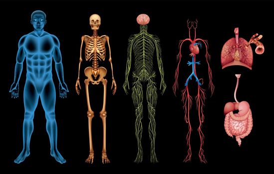 Illustration of various human body systems and organs