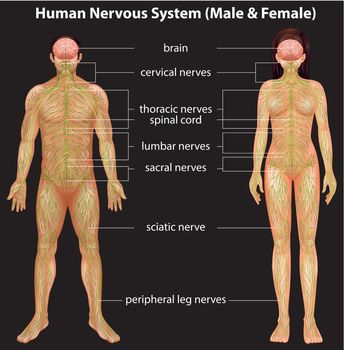 Illustration of the human nervous system