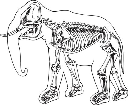 Diagram of the elephant skeleton