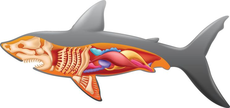 Illustration showing the shark's anatomy