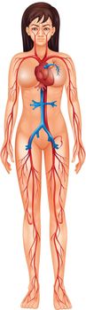 Illustration of isolated human circulatory system - female