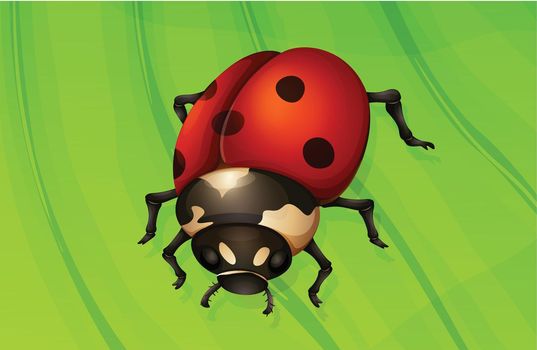 Illustration of a ladybug life cycle - adult stage