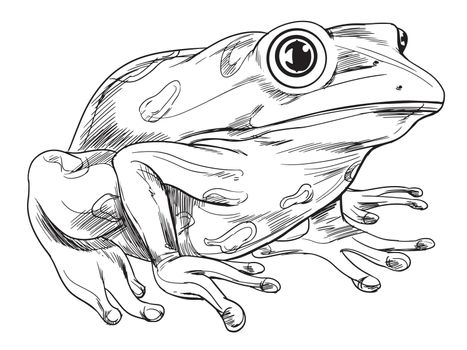 Black and white sketch of a frog