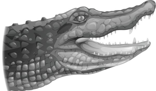 Illustration of a grey crocodile on a white background