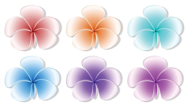 Illustration of the six flowers on a white background
