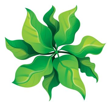 Illustration of a birdeye view of a green plant on a white background