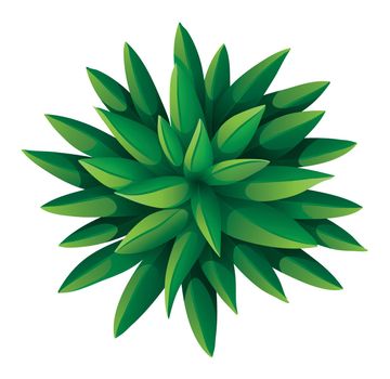 Illustration of a topview of a green landscaping plant on a white background