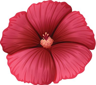 Illustration of a red flower on a white background