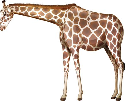 Illustration of a tall giraffe on a white background