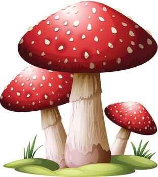 Illustration of a red mushroom on a white background