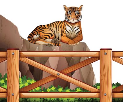 Illustration of a tiger above the cliff on a white background