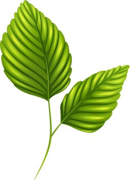 Illustration of the green leaves on a white background