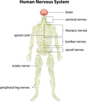 An image showing the human nervous system