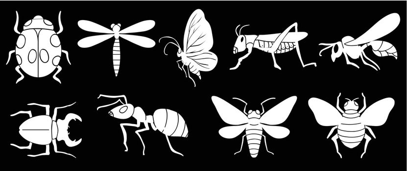 Illustration of the different insects on a black background