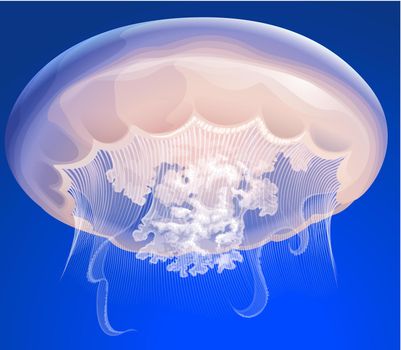 Wallpaper of a big white jelly fish