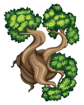 Illustration of a topview of a bristlecone pine tree on a white background