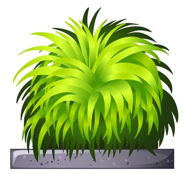Illustration of a decorative plant on a white background