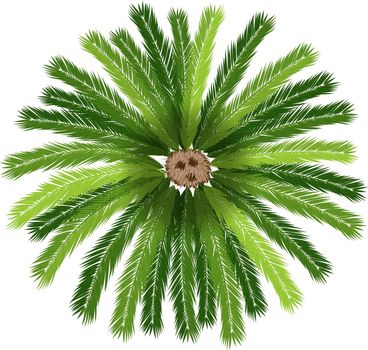 Illustration of a sago palm tree on a white background