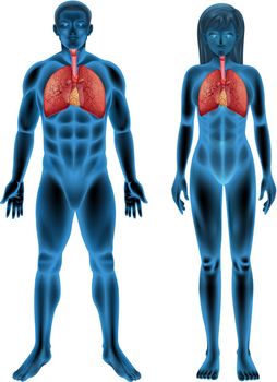 Illustration of the human respiratory system
