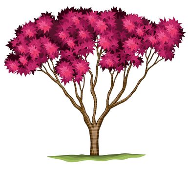 Illustration of a bloodgood Japanese maple plant on a white background