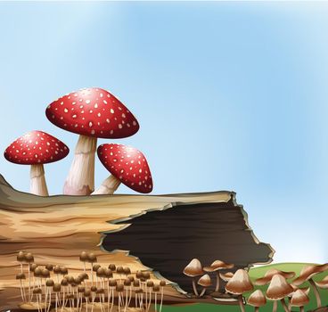 Illustration of a mushroom above the stump